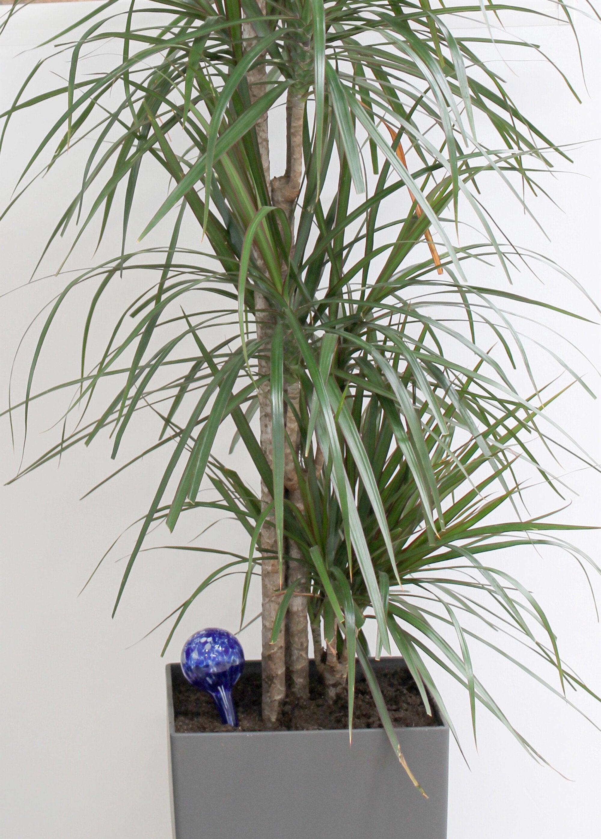 Juego_de_2_bolas_de_cristal_para_regar_plantas_Azul_FA2_slim